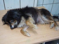 20.07.2016 ŁASK 72484 ♀ chip: 982061600072484