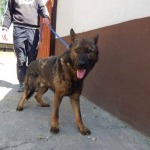 06.06.2016 ŁASK 67790 chip: 982061600067790